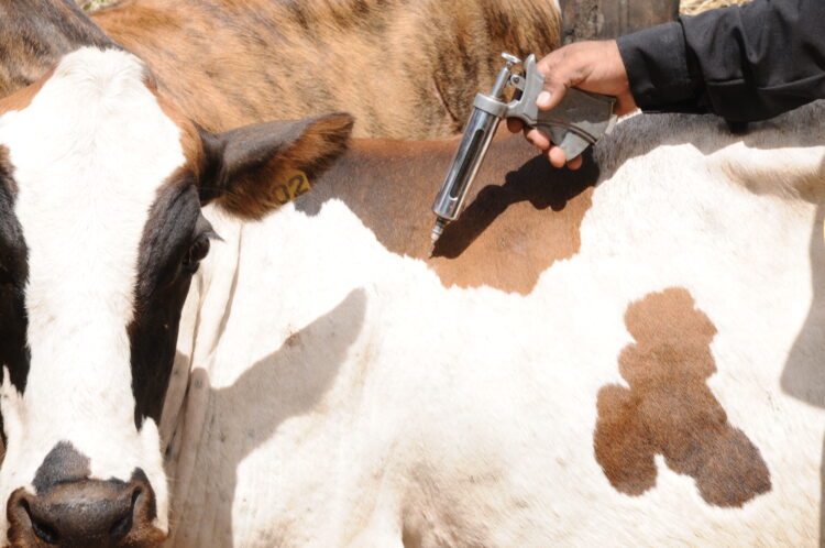 O produtor rural deve vacinar os bovídeos com até dois anos de idade contra a febre aftosa e depois comprovar a vacinação na Adapec. Foto-Joatan Silva