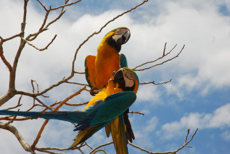 Foto: Thiago Sá - Governo do Tocantins