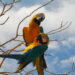 Foto: Thiago Sá - Governo do Tocantins