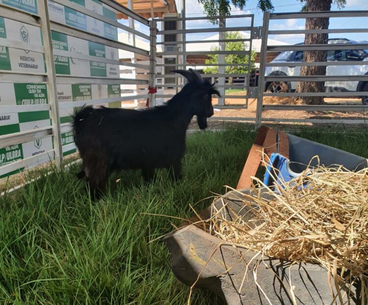 O Hospital Veterinário iniciou a parceria com a Agrotins em 2019