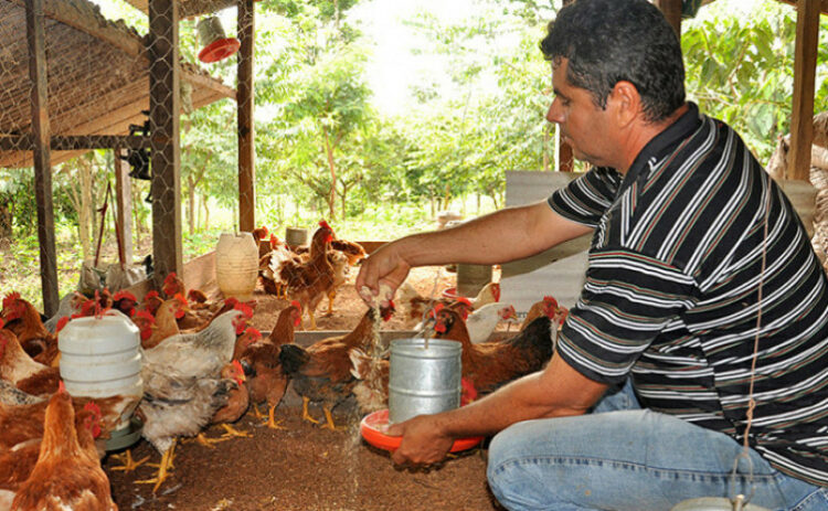 Na Arena do Conhecimento a avicultura será destaque durante a Agrotins - Foto: Divulgação