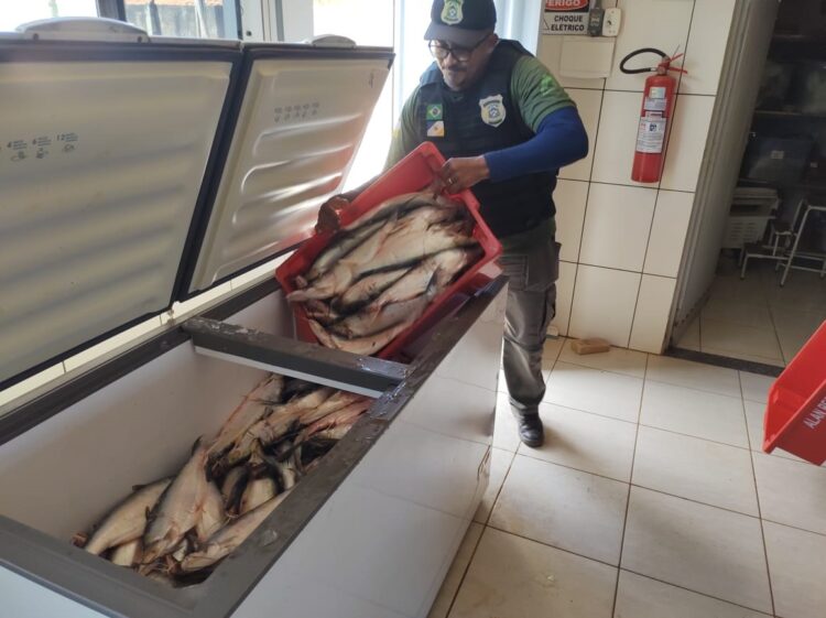 Pescado apreendido foi doado a instituições filantrópicas