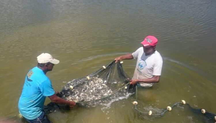 Foto: Thiago Tardivo/Governo do Tocantins/Sepea