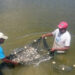Foto: Thiago Tardivo/Governo do Tocantins/Sepea